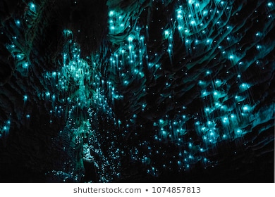 Springbrook & Tamborine rainforest Glow Worm day tour