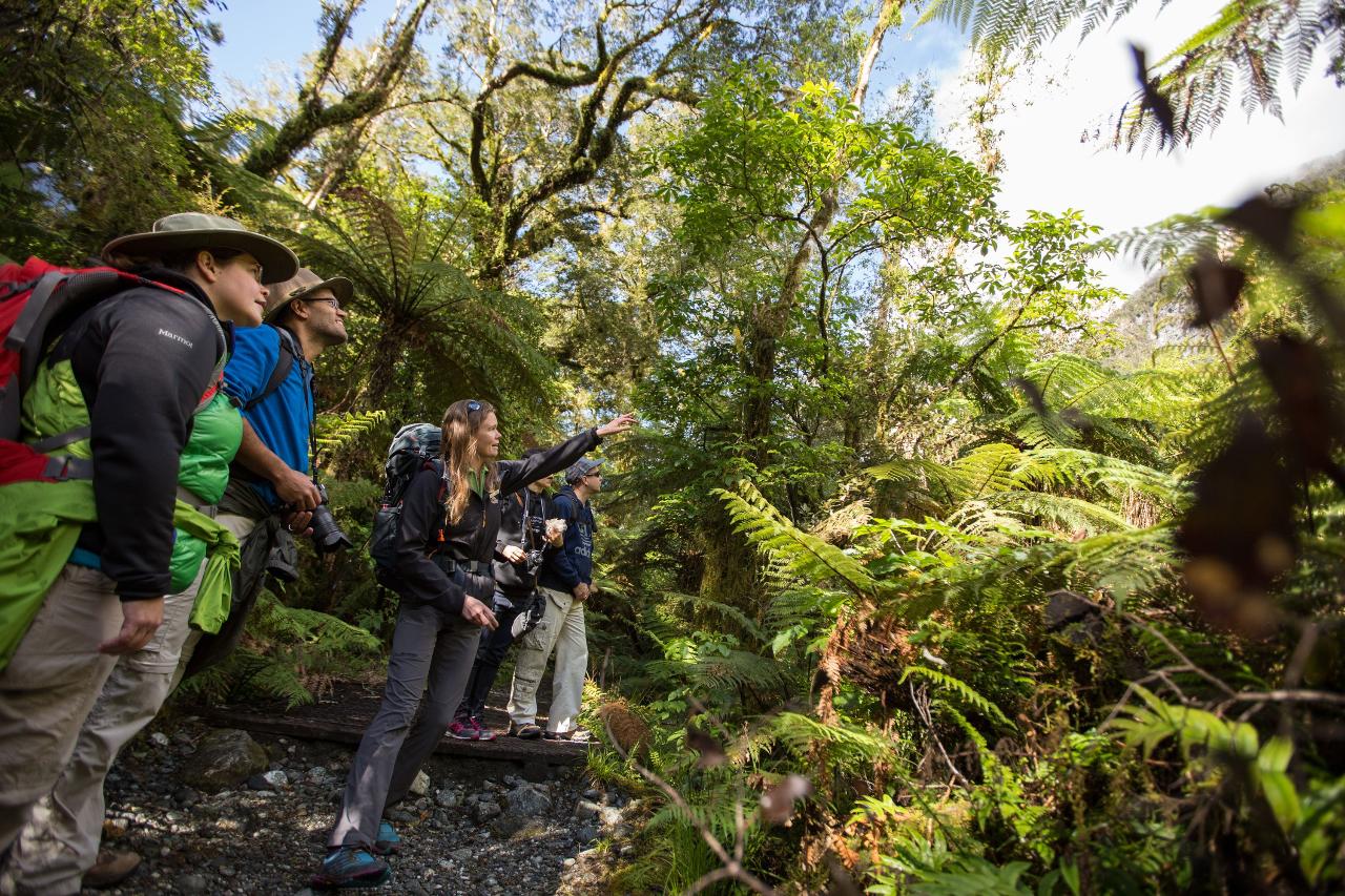 The milford track outlet guided walk