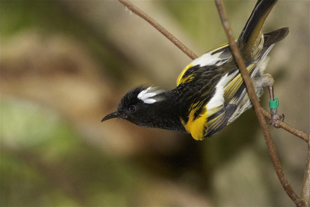 Wellington Wine & Wildlife (3 days / 2 nights)