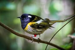 Zealandia at Dawn - Custom Tour