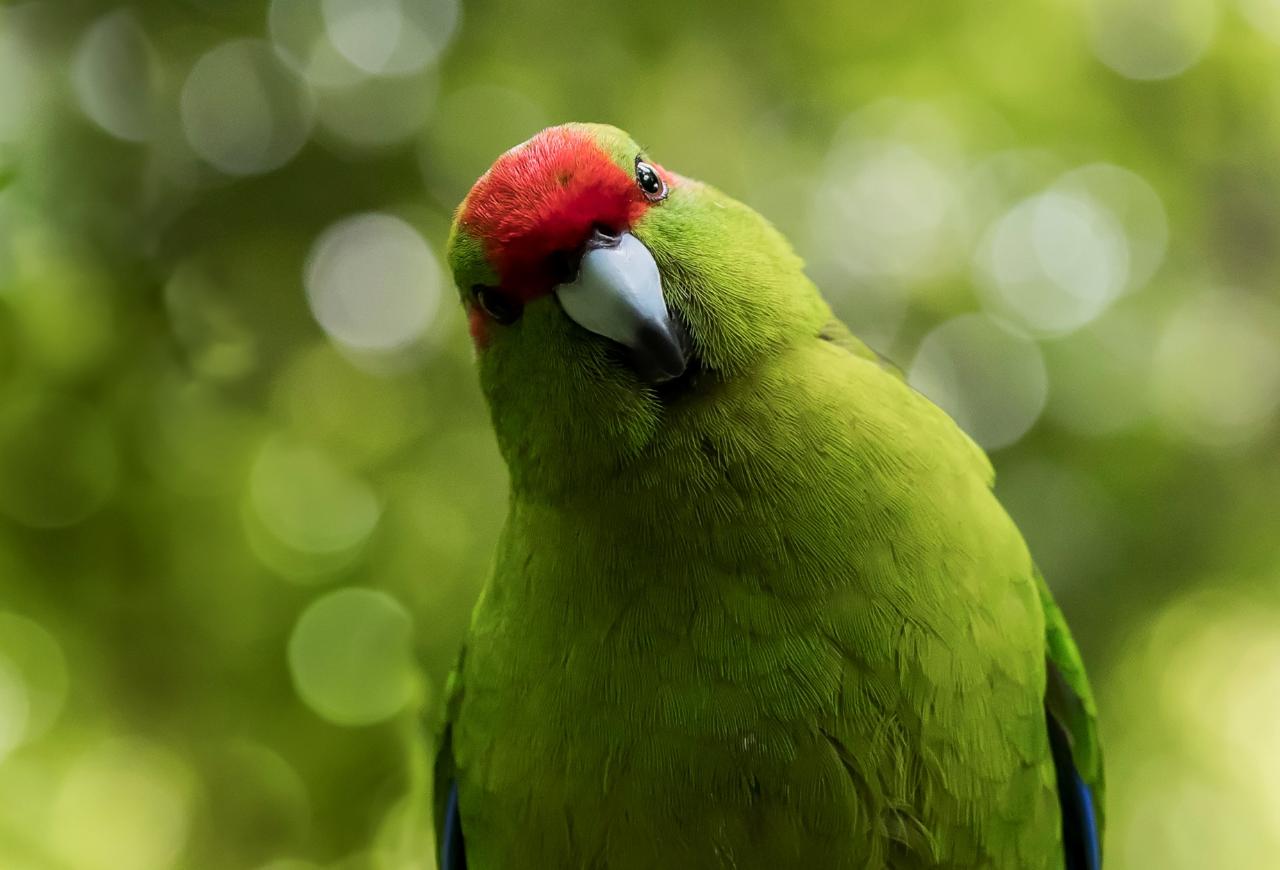 Zealandia by Day - Trade