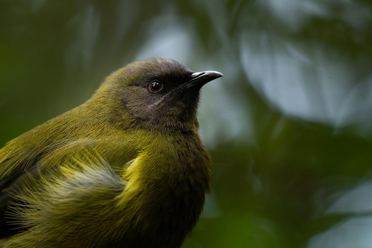 Photography Tours at Zealandia