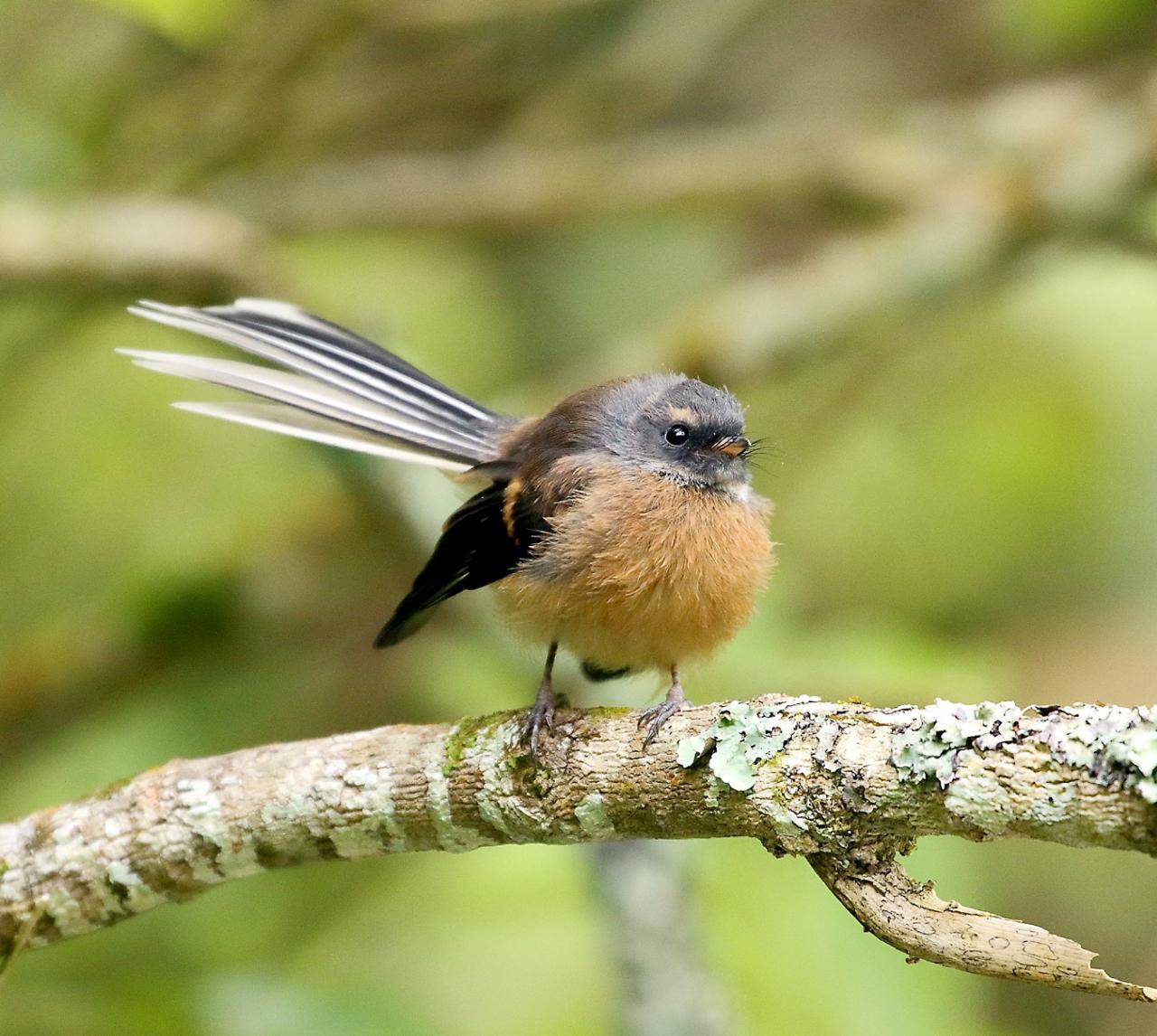 Primary Yr 1-8 : Nature at Your Place 