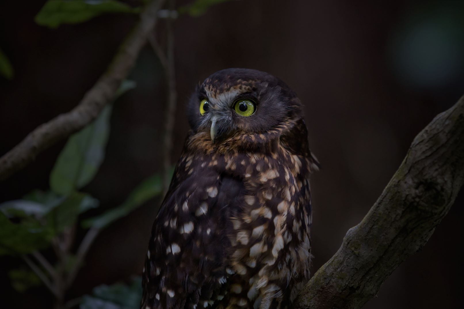 Primary Yr4-8 : Pests & Predators - Zealandia Te Māra a Tāne Reservations