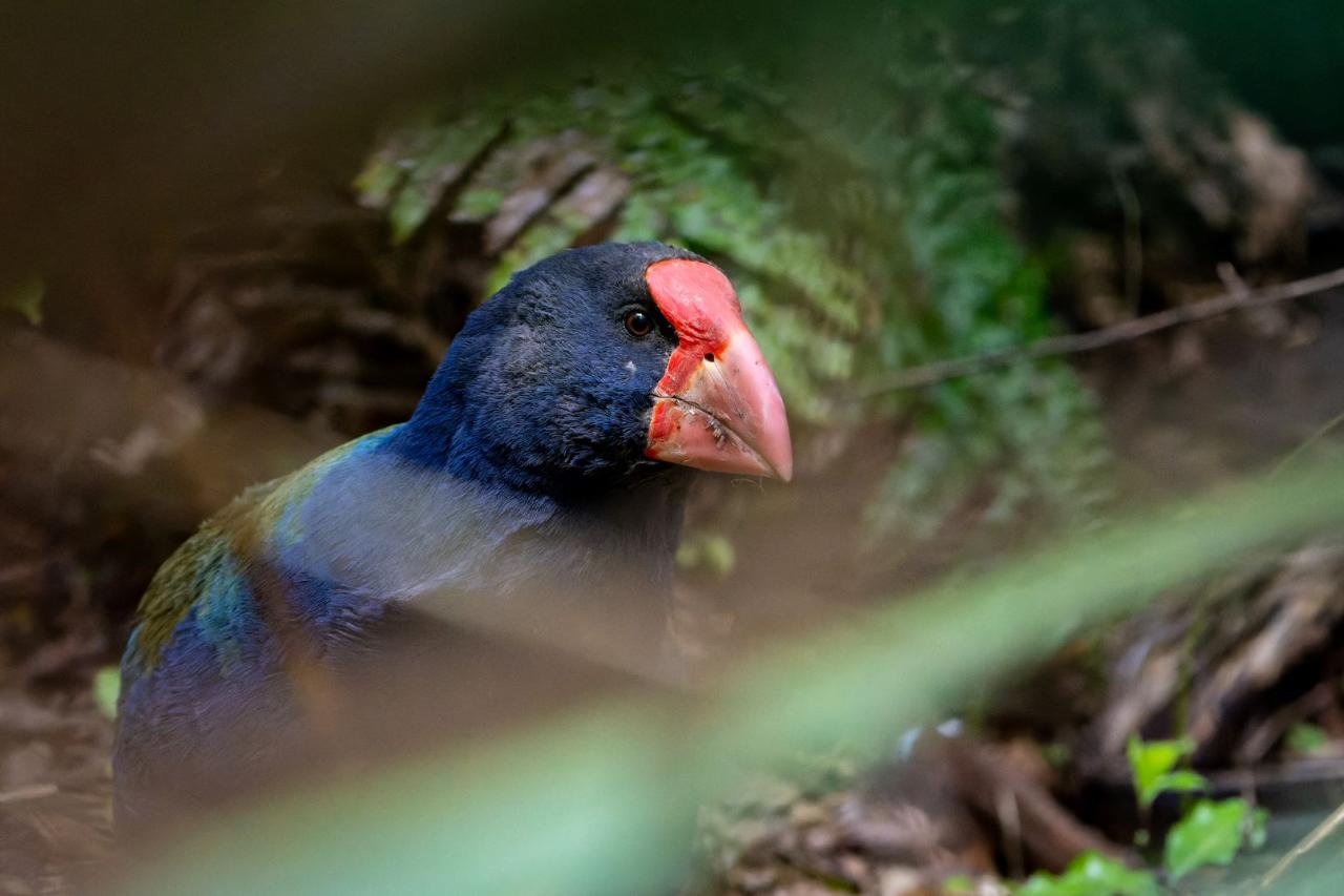 NCEA Biology : Where have all the Takahē gone?