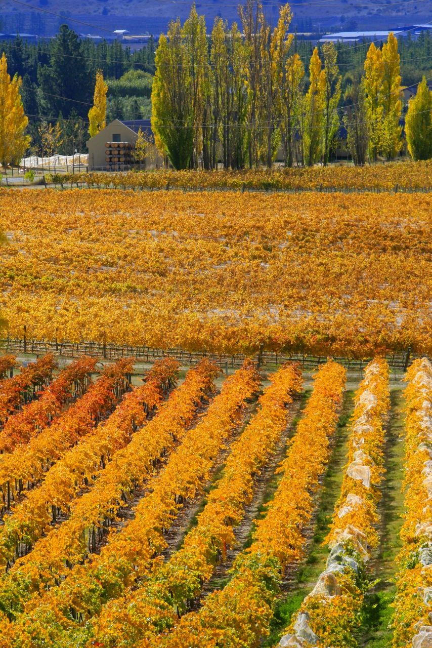 Wanaka Wine Tours: Boutique Wine Tour — Central Otago - Photo 2