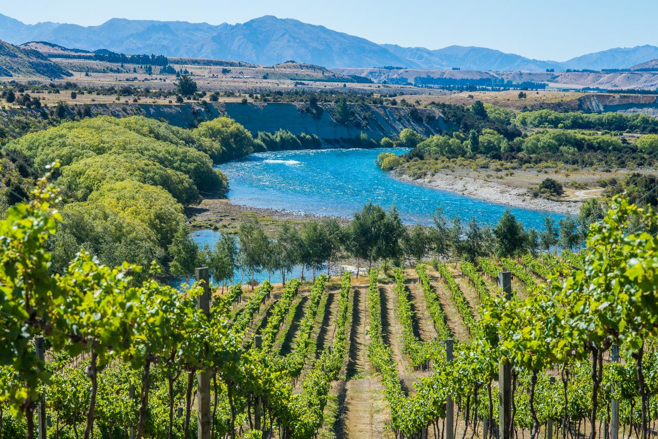Wanaka Wine Tours: Boutique Wine Tour — Central Otago - Photo 4