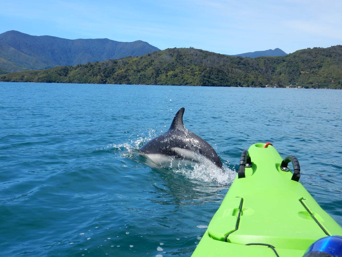 1 Day Guided Kayak - BOMCR