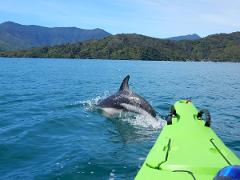 1 Day Queen Charlotte Sound Guided Kayak