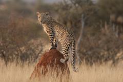  African Adventure Namibia.  (Private Tours)