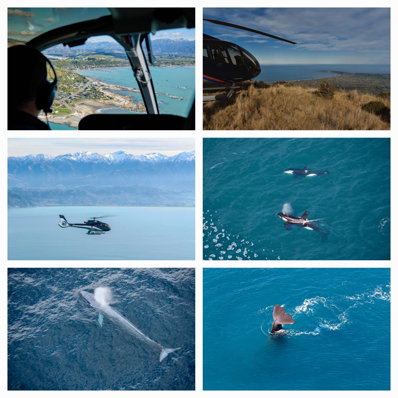  Gift Voucher - Kaikōura Helicopters -  Top n Tail - Whales & Mt Fyffe Alpine Landing