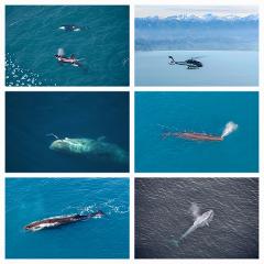 Gift Voucher - Kaikōura Helicopters -  Extended Whale Watch 