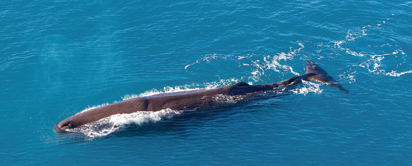 Kaikōura Helicopters - Classic Whale Watch