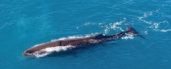 Classic Whale Watch Family Deal -2022 NZ.com