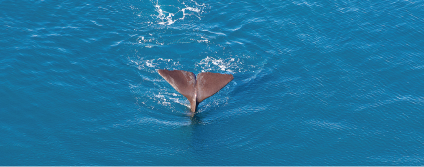 Kaikōura Helicopters - Extended Whale Watch