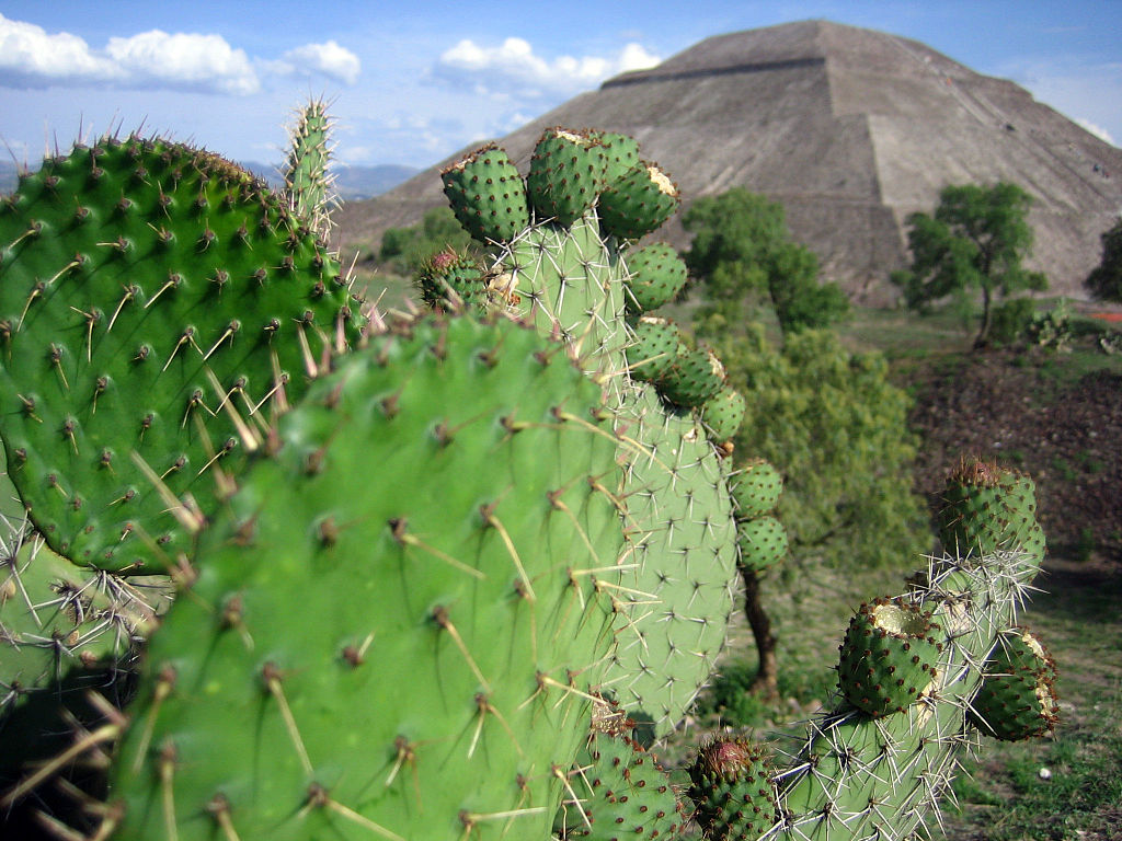 Teotihuacan Tour: Explore Stunning Pyramids around Mexico City (Private / 6h)