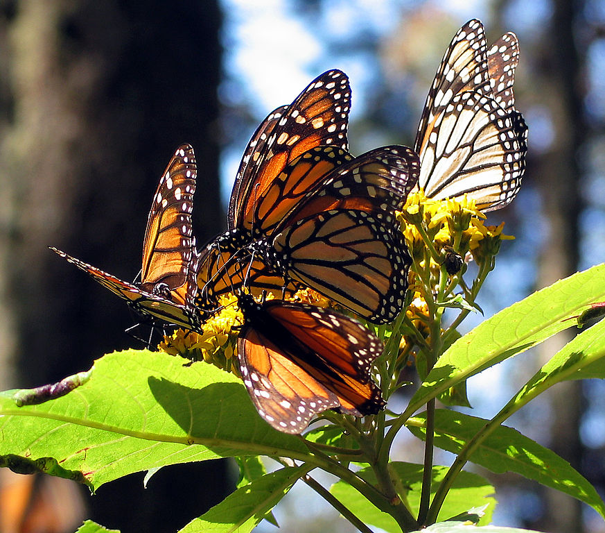 Monarch Butterfly Tour Mexico: Visit Amazing Sierra Chincua and Angangueo (Private / 12 h)