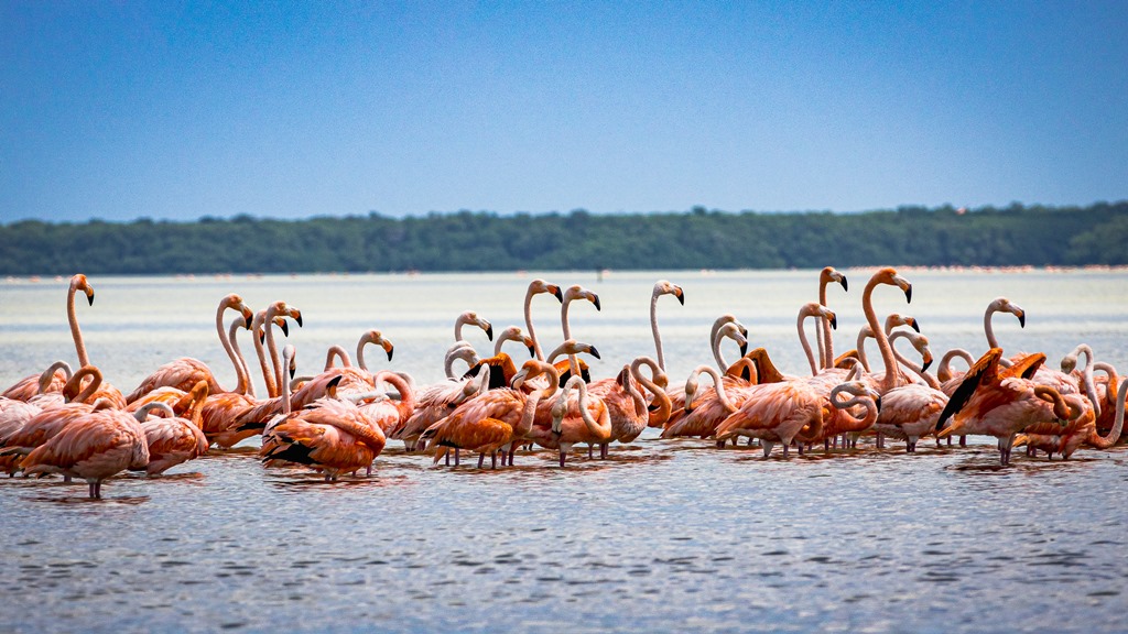 Las Coloradas Tour (& Rio Lagartos / Private / 13h)