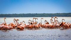 Rio Lagartos Tour: Picture the Wondeful Pink Waters and Boat Ride (Small-Group/13h)