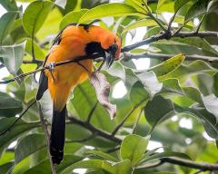 Birdwatching, Cenotes & Mayan Spa Private Tour