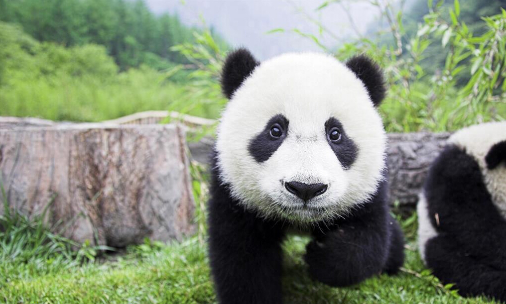 Chengdu Panda Day Tour with A Flexible Downtown Site-B