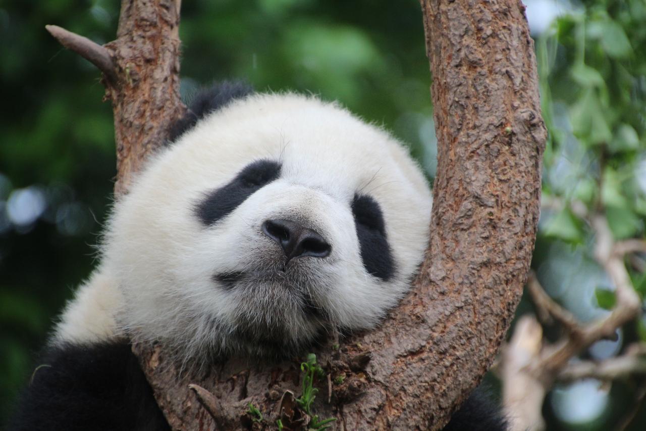 One Day Chengdu Tour for Panda Base and Leshan Giant Buddha