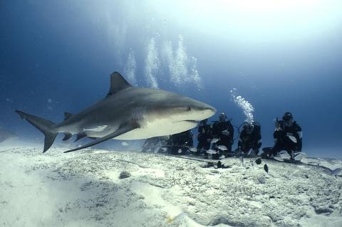 Bull Shark Diving  - 1 Tank  (November to February)