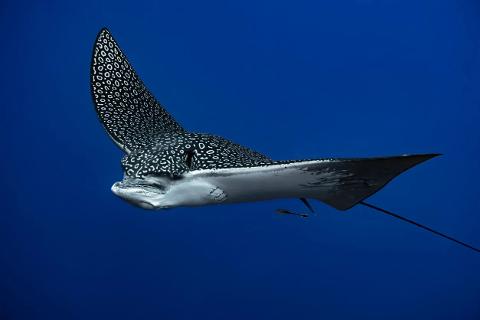 Northern Reefs - Eagle Ray Wall and Reef Sharks (Seasonal)