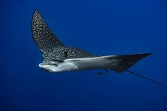 Northern Reefs - Eagle Ray Wall and Reef Sharks (Seasonal)