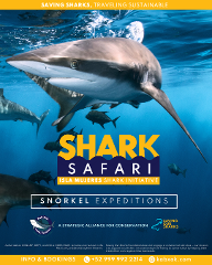 Shark Safari - Snorkeling Expedition