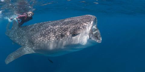 Whale Shark Snorkeling