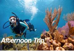Afternoon 2 PM - 2 Tank Boat Trip for Certified Divers (1 or 2 days) 