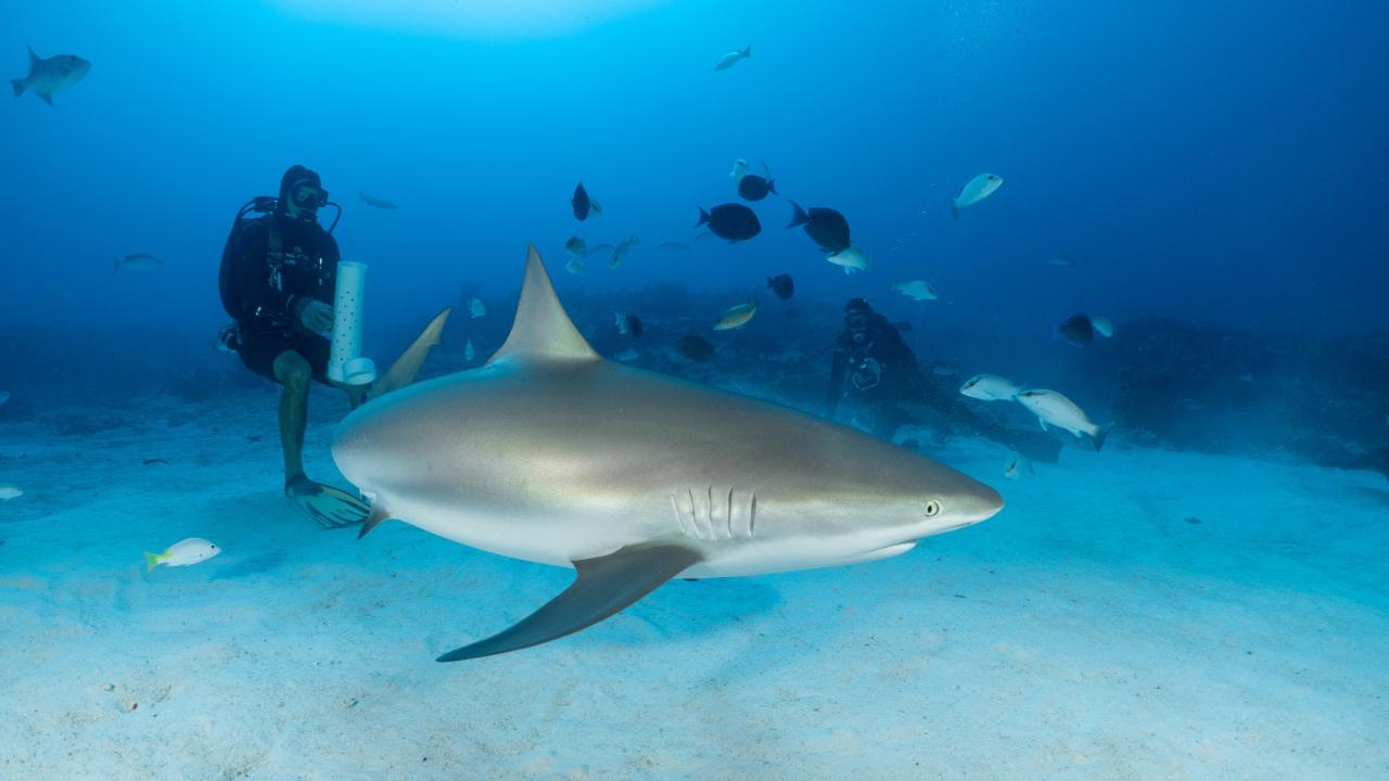 Scuba Life Cozumel Cozumel Diving and Snorkeling Scuba Diving in