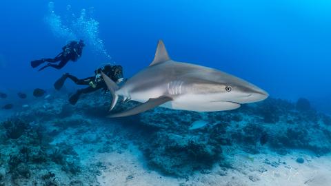 cozumel_shark