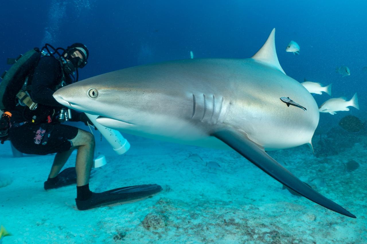 Scuba Life Cozumel Cozumel Diving and Snorkeling Scuba Diving in