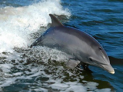 Dolphin Tour