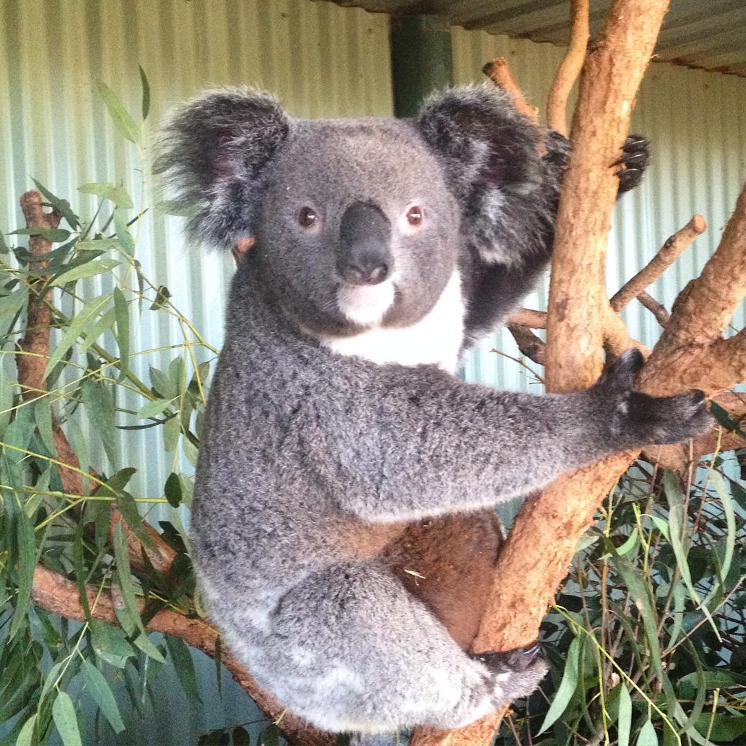 1.5 Day ULTIMATE SYDNEY & BLUE MOUNTAINS tour