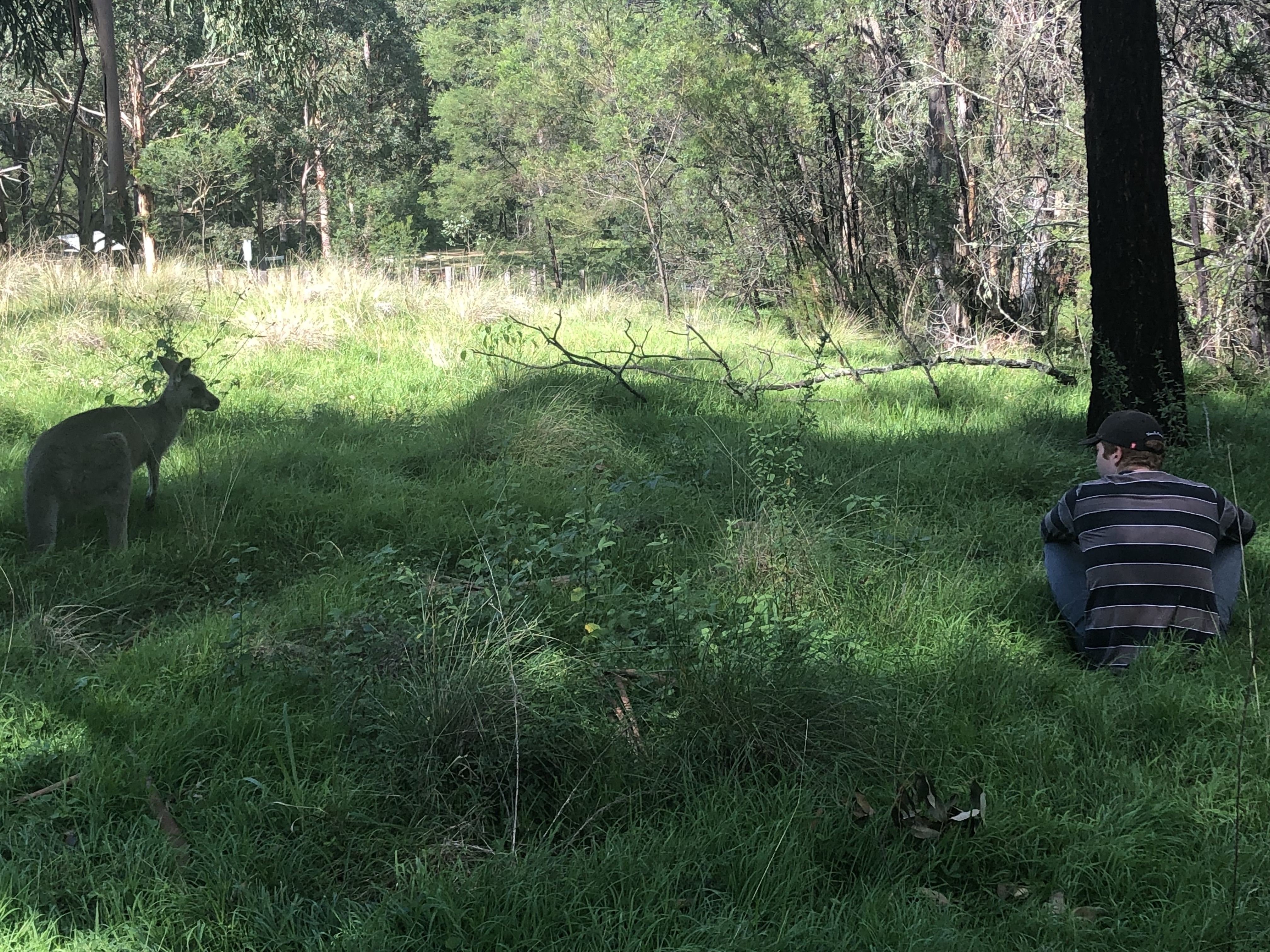 Blue Mountains Private Tour run by locals