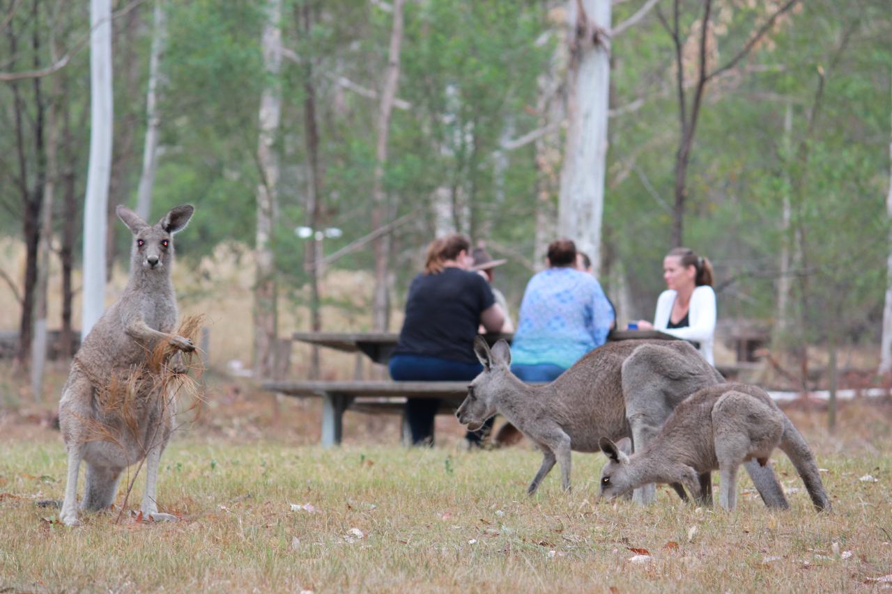 Blue Mountains Private Tour run by locals 