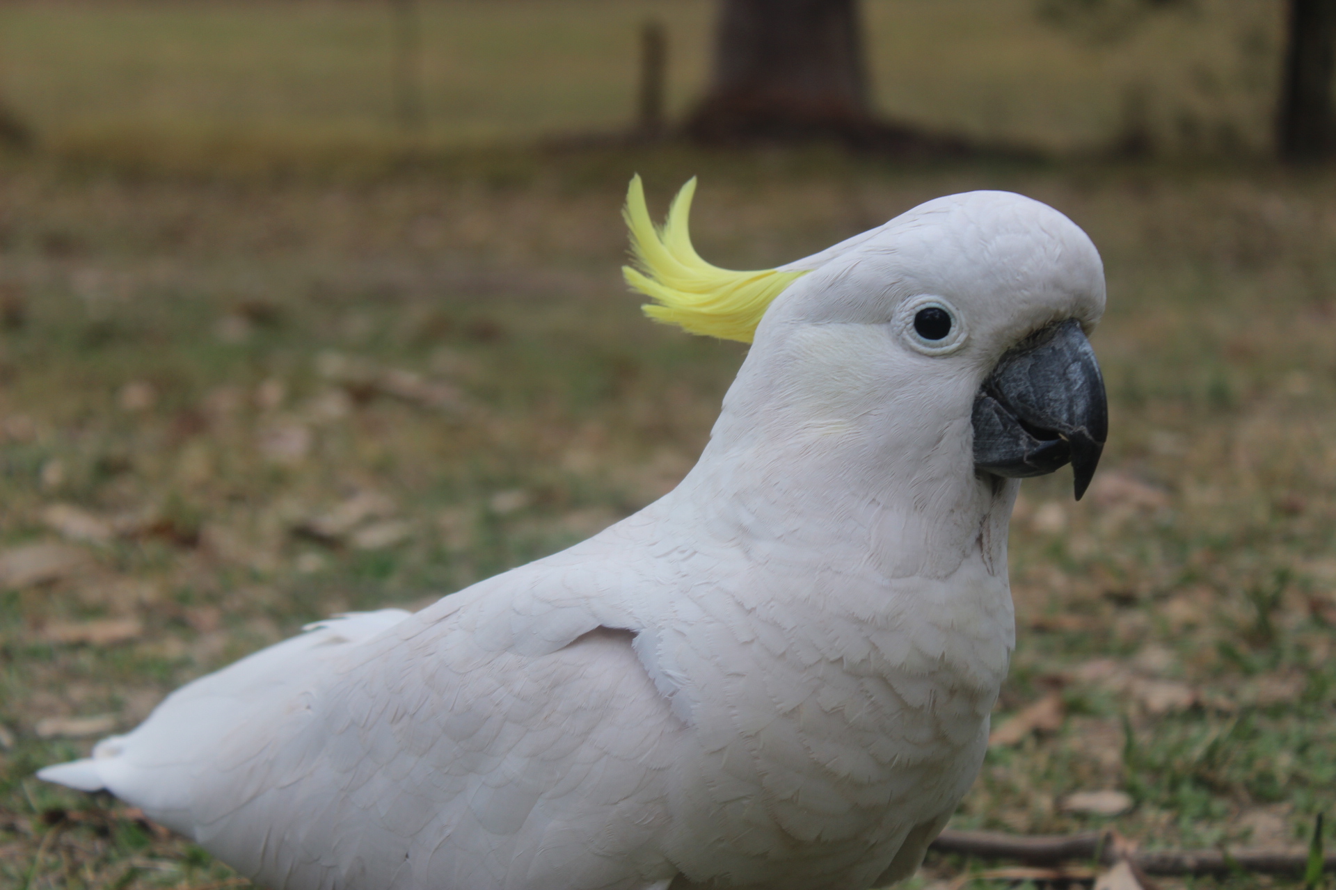 Blue Mountains Private Tour run by locals