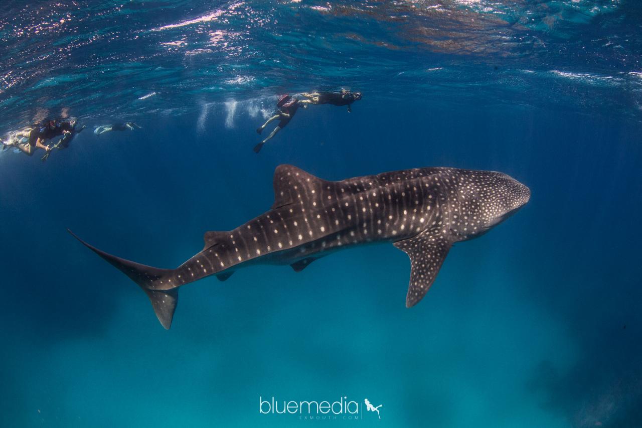 Whale Sharks & Whale Watching Wildlife Eco Tours - September - October 2025!