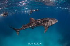 Whale Sharks & Whale Watching Wildlife Eco Tours - September - October 2025!