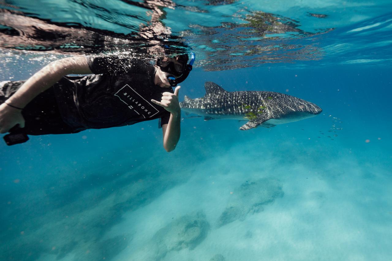 Swim with the Whale Sharks Ningaloo Reef - Exmouth WA! - March - August 2026