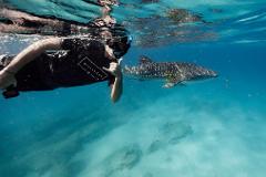 Swim with the Whale Sharks Ningaloo Reef - Exmouth WA! - March - August 2026