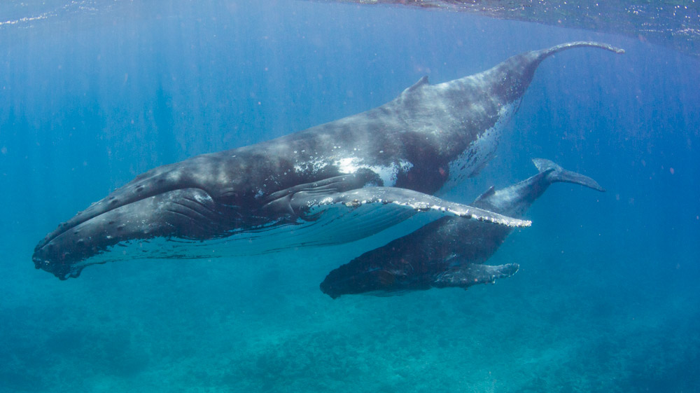 Swimming with Humpback Whales