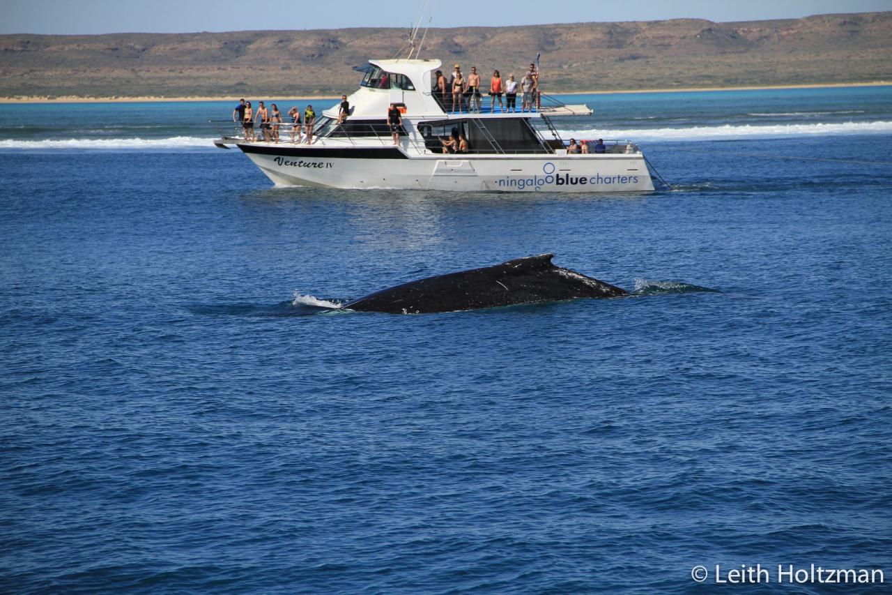 Swimming with the Whale Sharks Ningaloo Blue
