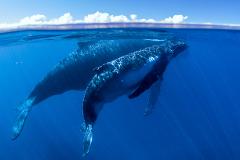 Humpback Whales Interaction