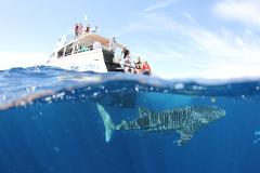Snorkel and swim with Whale Sharks - the largest fish in the world! Or sit back and enjoy the view with a glass of Champaign from our 2 story vessel. 