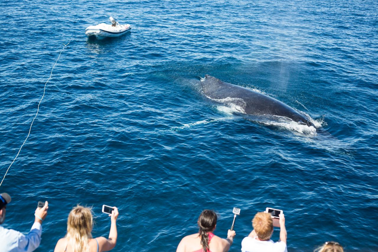 (Wildlife Eco Tours), Whale Sharks & Whale Watching (Shoulder Seasons) - September - October 2025!