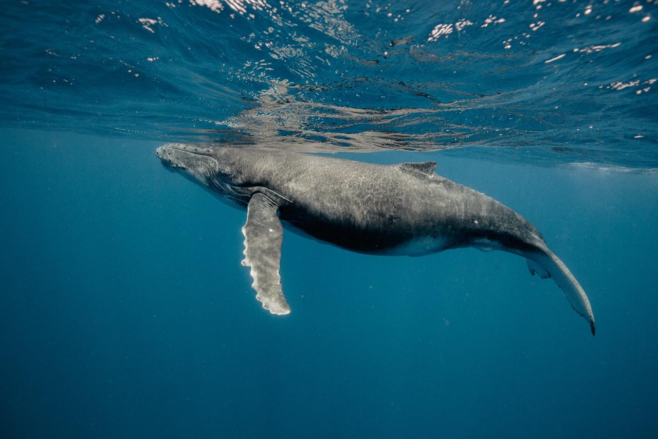 Humpback Whales Interaction Tours - Ningaloo Reef!